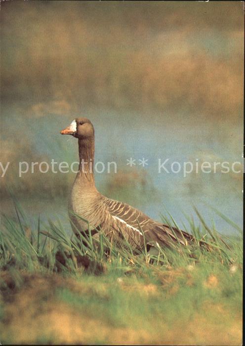 Voegel Birds Oiseaux Uccelli Pajaros-- Blessgans