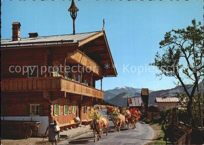 Kuehe Alm-Abtrieb oesterreich