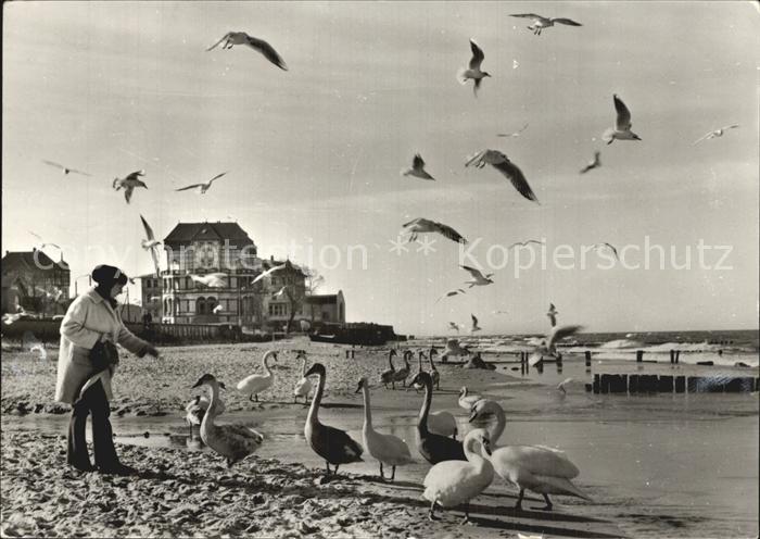 Kuehlungsborn Ostseebad Strand Scwaene Moewen