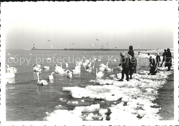 Warnemuende Ostseebad Schwaene Moewen Strand im Winter Handabzug