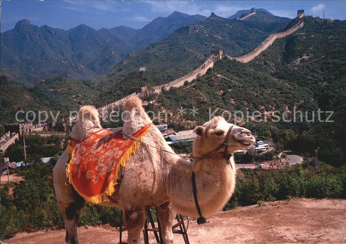 Beijing Great Wall Kamel