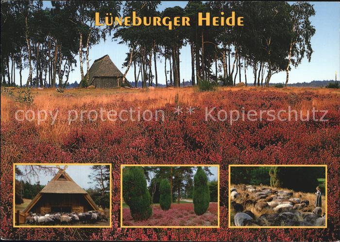 Lueneburger Heide Schaefer