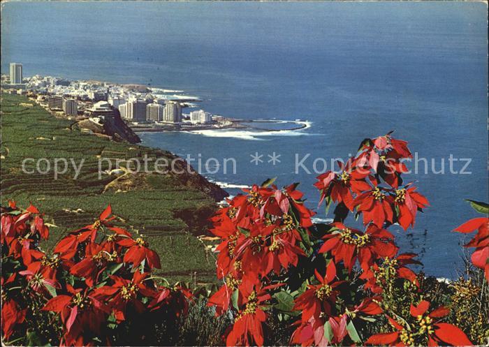 Tenerife Ten Bell Puerto de la Cruz