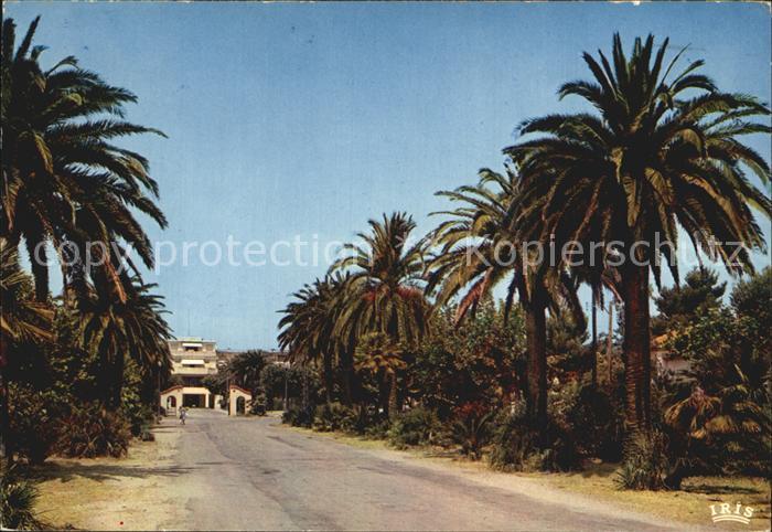 La Ciotat Palmenallee mit Palast Lumiere
