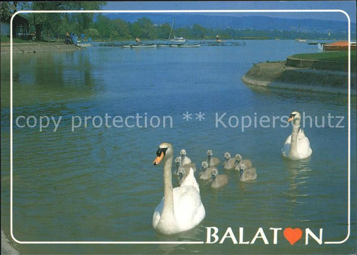 Balaton Plattensee Schwaene mit Kueken