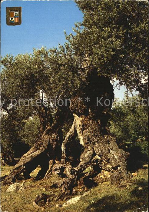 Mallorca alte Olivenbaeume