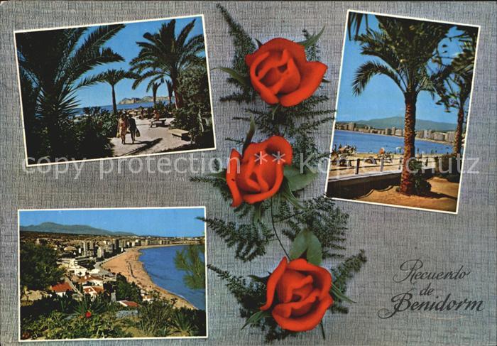 Benidorm Promenade Palmen Strand Rosen