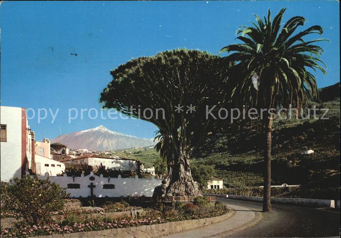 Icod de los Vinos El Drago Dragobaum Palme Teide Vulkan