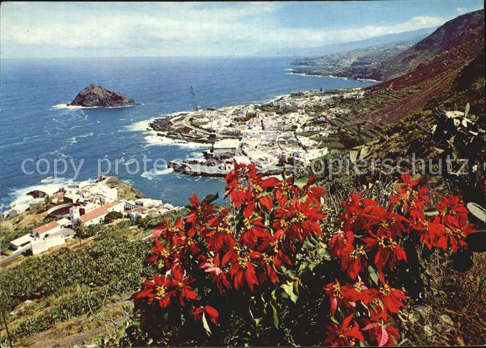 Garachico Costa Flores de Pascua Kueste Weihnachtsrosen