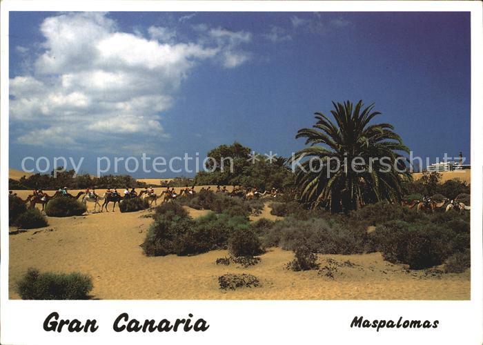 Maspalomas Kamelreiter