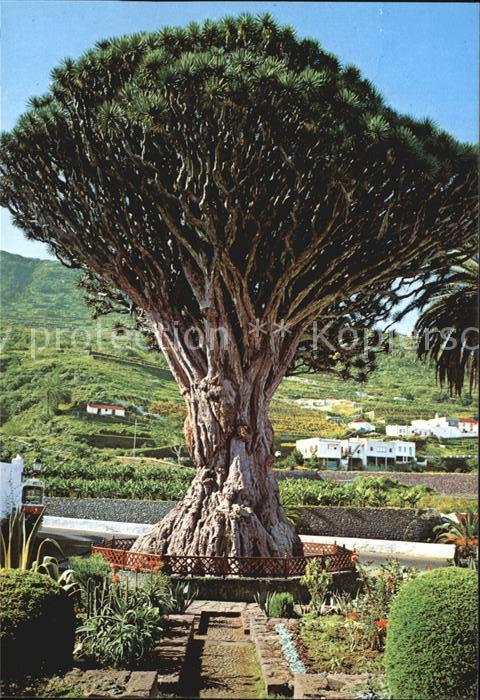 Tenerife Icod de los Vinos Drachenbaum