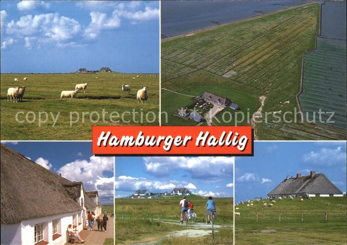 Hamburger Hallig Schafe Radfahren Fliegeraufnahme