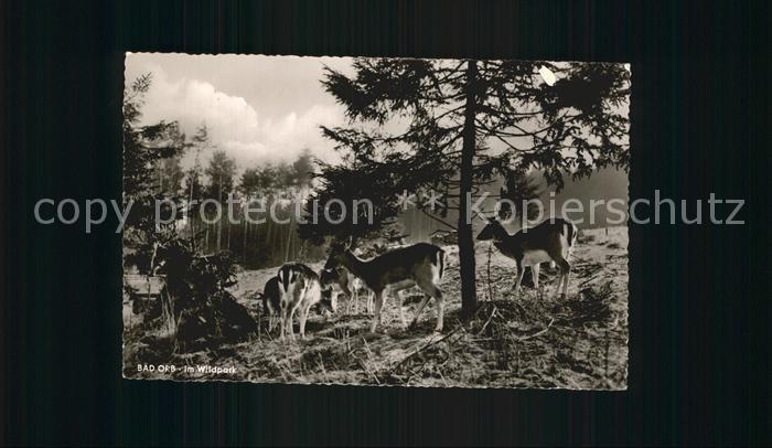 Hirsch Bad Orb Wildpark