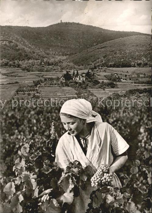 Ernte Landwirtschaft Weinlese Weinstrasse Winzerin