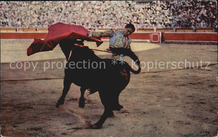 Stiere Stierkampf Cesar Giron