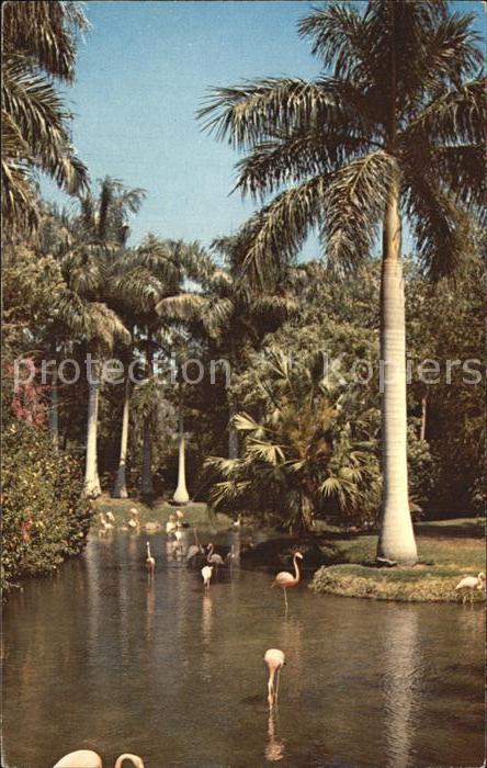 Flamingo Saraosta Jungle Gardens Florida