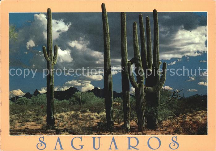 Kakteen Saguaros Sonoran Desert Organ Pipe Cact