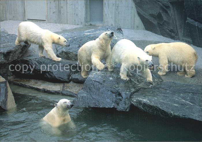 Eisbaer Wilhelma Eisbaeren Stuttgart-Bad Cannstatt