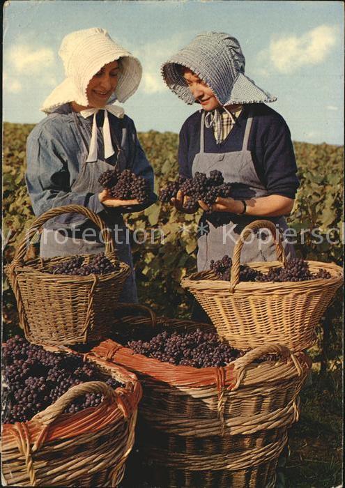 Ernte Landwirtschaft Weinlese Paysages Champenois