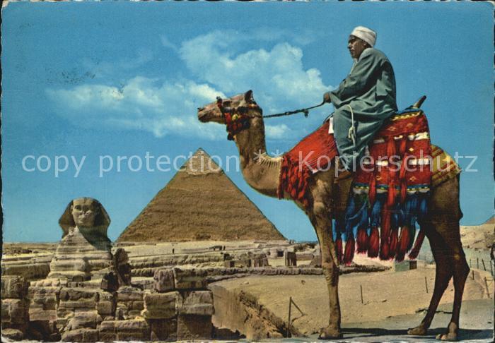 Kamel Camel Chameau Sphinx of Giza Khefren Pyramid