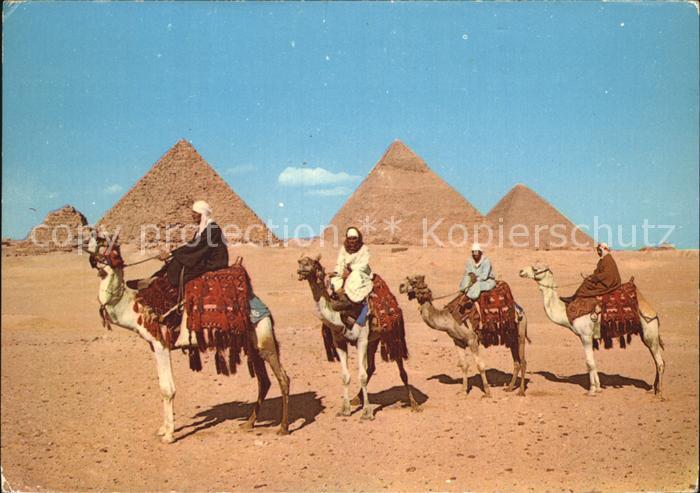 Kamel Camel Chameau Giza Arab Camelriders Pyramids
