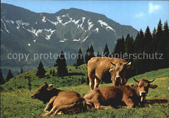 Kuehe Allgaeu