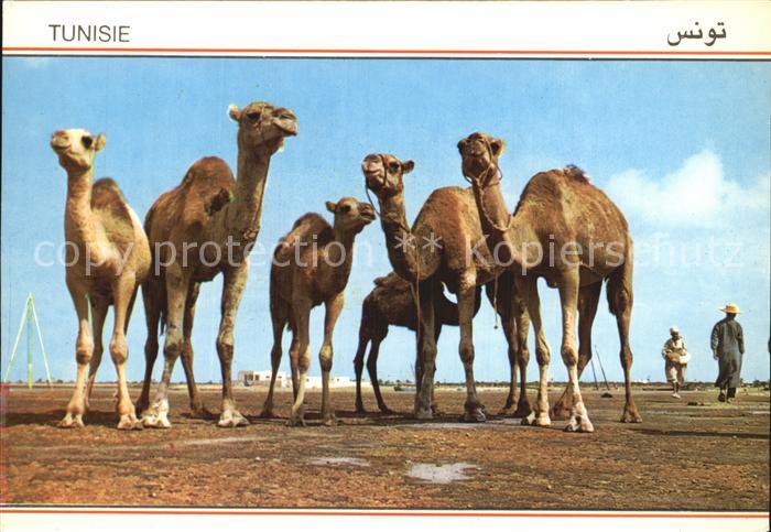 Kamel  Camel Chameau Tunisie Tunesien