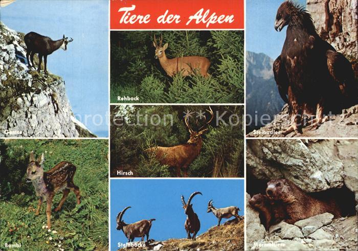 Tiere Alpen Rehbock Steinadler Bambi Gemse Hirsch