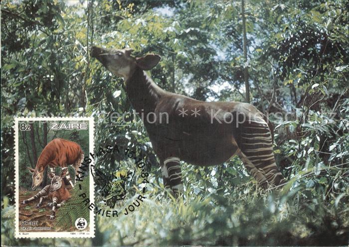 Tiere Okapi