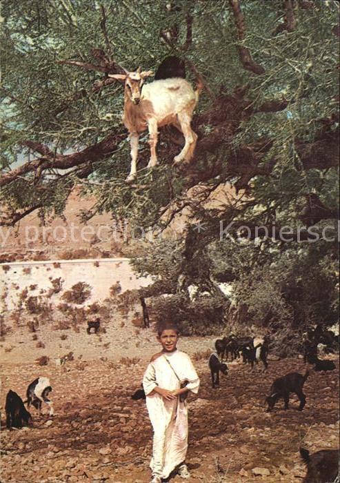 Ziege Arganiers Vallee Souss