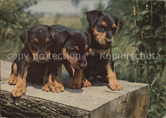Hunde Welpen