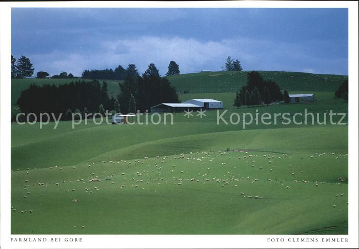 Gore Southland Farmland Schafe