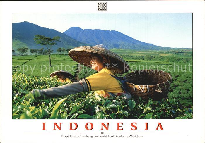 Lembang Teapickers just outside of Bandung West Java
