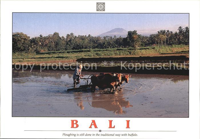 Bali Indonesien Ploughing is still done in the traditional way with buffalo