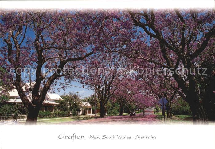 Grafton New South Wales Jacaranda Baumbluete