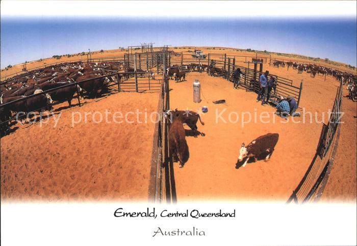 Emerald Queensland Working cattle in the yards