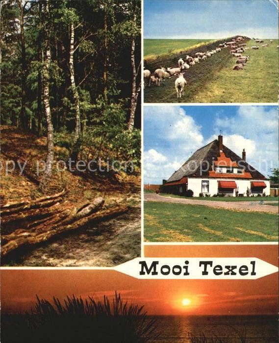 Texel Waldpartie Schafeherde Wohnhaus Sonnenuntergang am Meer