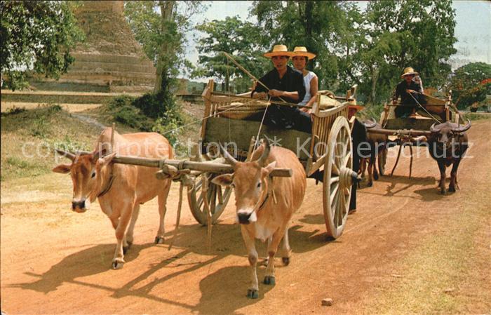 Bangkok Carts drawn both buffalos