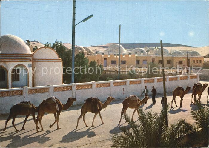 El Oued Caravane de Chameaux