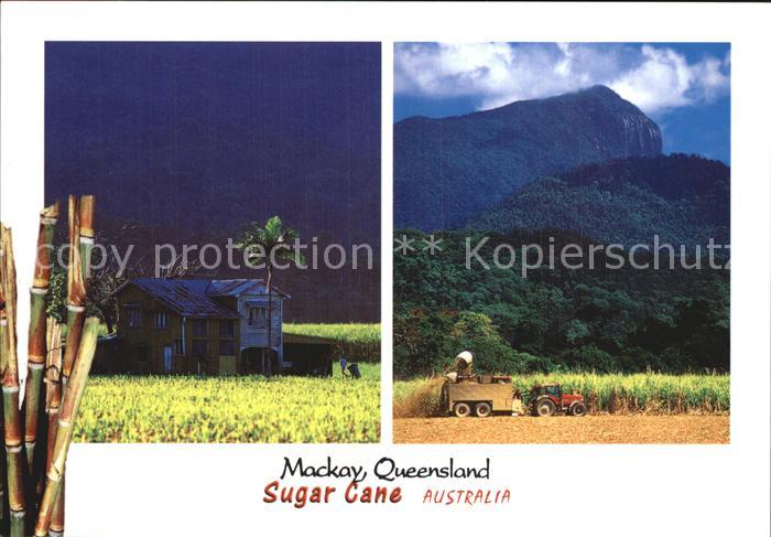Mackay Queensland Sugar Crane