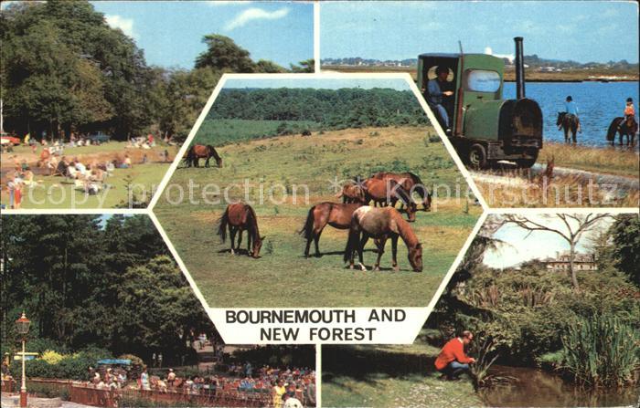 Brockenhurst Bournemouth New Forest Ponies