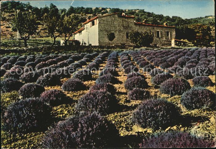 Haute-Provence 04 Region Champ de Lavande dans les Alpes de Haut