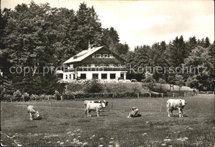Bad Heilbrunn Pension Waldrast Viehweide Kuehe