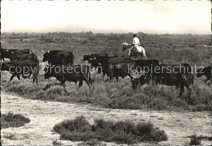 Saintes-Maries-de-la-Mer La Camargue Kuh Herde