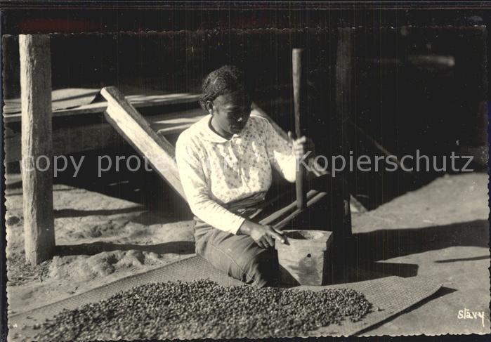 Tananarive Madagascar Kaffeeernte