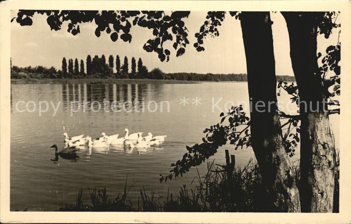 Storkow Mark Idyll am See Wasservoegel Handabzug