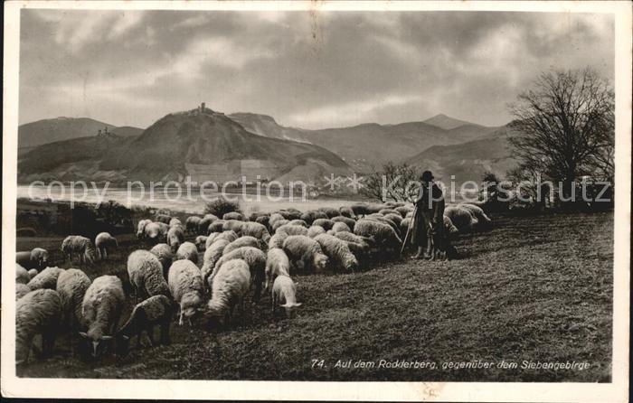 Koenigswinter Schafherde Siebengebirge