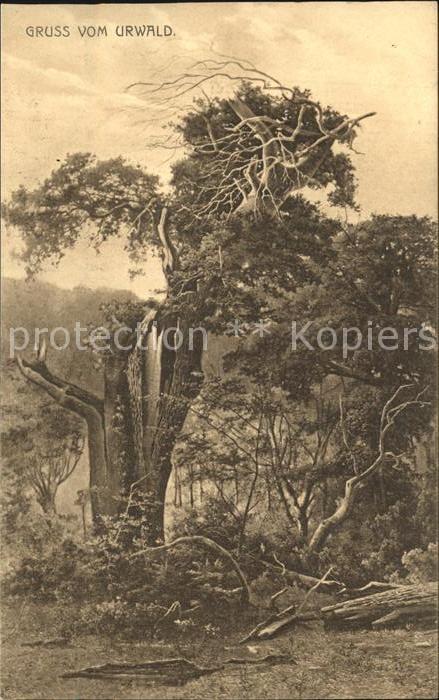 Baeume Trees Urwald