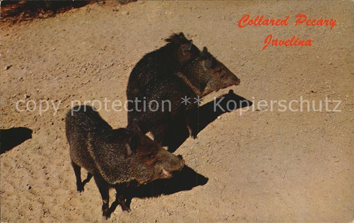 Schweine Collared peccary Javelina Halsbandpekari