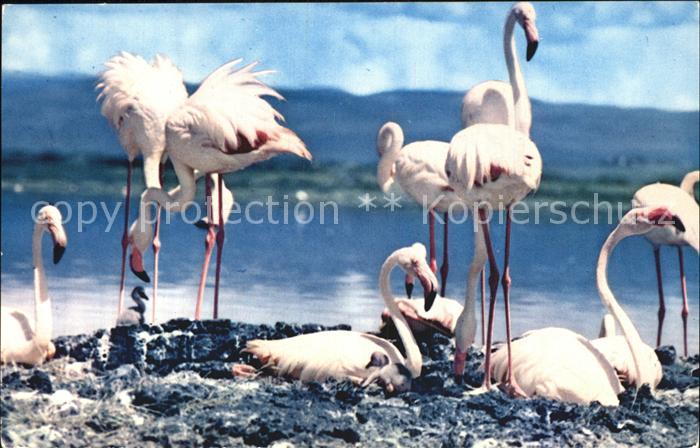 Flamingo Lake Nakuru Kenya